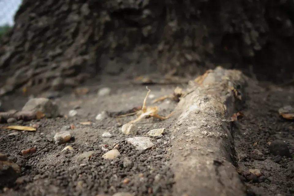 A thick tree root running across bare, pebbly soil at the foot of a trunk